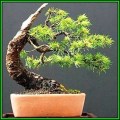 Picea jezoensis - Jezo Spruce Bonsai Seeds + FREE Gifts Seeds + Bonsai eBook, NEW