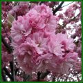Prunus serrulata - Japanese Flowering Cherry - 5 Seeds - Tree or Shrub, NEW