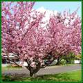 Prunus serrulata - Japanese Flowering Cherry Seeds - Tree or Shrub, NEW