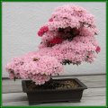 Prunus serrulata - Japanese Flowering Cherry Bonsai - 5 Seeds + FREE Gifts Seeds + Bonsai eBook, NEW