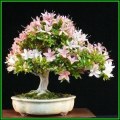 Rhododendron schlippenbachii - Royal Azalea Bonsai - 20 Seeds + FREE Gifts Seeds + Bonsai eBook, NEW