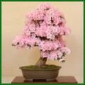 Rhododendron schlippenbachii - Royal Azalea Bonsai Seeds + FREE Gifts Seeds + Bonsai eBook, NEW