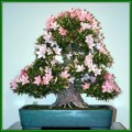 Rhododendron schlippenbachii - Royal Azalea Bonsai Seeds + FREE Gifts Seeds + Bonsai eBook, NEW