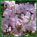 Rhododendron schlippenbachii - Royal Azalea Seeds - Tree or Shrub, NEW