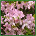 Rhododendron schlippenbachii - Royal Azalea 20 Seeds - Tree or Shrub, NEW
