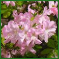 Rhododendron schlippenbachii - Royal Azalea 20 Seeds - Tree or Shrub, NEW