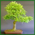 Laburnum anagyroides - Goldenchain Tree Bonsai Seeds + FREE Gifts Seeds + Bonsai eBook, NEW