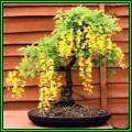 Laburnum anagyroides - Goldenchain Tree Bonsai - 10 Seeds + FREE Gifts Seeds + Bonsai eBook, NEW