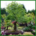 Laburnum anagyroides - Goldenchain Tree Bonsai Seeds + FREE Gifts Seeds + Bonsai eBook, NEW