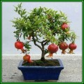 Punica granatum var. nana - Dwarf Pomegranate Bonsai Seeds + Bonsai eBook, NEW