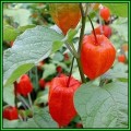 Physalis alkekengi v franchetii - Exotic - Strawberry Ground Cherry 20 Seed Pack - New