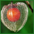 Physalis alkekengi v franchetii - Exotic - Strawberry Ground Cherry 20 Seed Pack - New