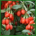 Goji Berry, Wolf Berry - Lycium chinense - 20 Seed Pack - Exotic Edible Fruit Shrub