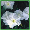 5 Moonflower - Ipomoea noctiflora Ipomoea alba Seeds - Scented Night-Flowering Perennial Vine - New