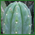 20 San Pedro Cactus Seeds - Trichocereus pachanoi Seeds - Ethnobotanical - New