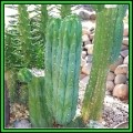 20 San Pedro Cactus Seeds - Trichocereus pachanoi Seeds - Ethnobotanical - New