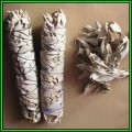 Salvia apiana - White Sage, Bee Sage, or Sacred Sage - 20 Seed Pack - Ethnobotanical - New