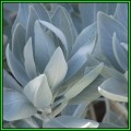Salvia apiana - White Sage, Bee Sage, or Sacred Sage - 330 Seed Pack - Ethnobotanical - New
