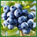 Highbush Blueberry - Vaccinium corymbosum - 10 Seed Pack - Edible Fruit - Shrub - New