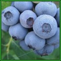 Highbush Blueberry - Vaccinium corymbosum - 10 Seed Pack - Edible Fruit - Shrub - New