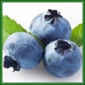 Highbush Blueberry - Vaccinium corymbosum - 50 Seed Pack - Edible Fruit - Shrub - New