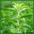 Stevia rebaudiana - Organic Non GMO - 20 Seed Pack, 300 X Sweeter than Sugar, NEW