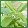 Stevia rebaudiana - Organic Non GMO - 50 Seed Pack, 300 X Sweeter than Sugar, NEW