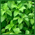 Stevia rebaudiana - Organic Non GMO Seeds- 300 X Sweeter than Sugar, NEW