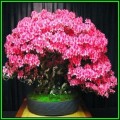 Cercis chinensis - Chinese Redbud Bonsai Seeds + FREE Gifts Seeds + Bonsai eBook, NEW