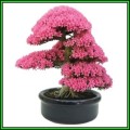 Cercis chinensis - Chinese Redbud Bonsai - 5 Seeds + FREE Gifts Seeds + Bonsai eBook, NEW