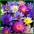 Water Lily Seeds - Mixed Species Varieties and Colours - Nymphaea (Egyptian Lotuses) - New