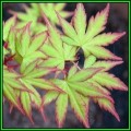 Acer palmatum - 5 Seeds - Japanese Maple Tree or Shrub, Beatifull Autumn Colour - NEW