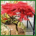 Acer palmatum - 5 Seeds - Japanese Maple Tree or Shrub, Beatifull Autumn Colour - NEW