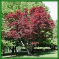 Acer palmatum Seeds - Japanese Maple Tree or Shrub, Beatifull Autumn Colour - NEW