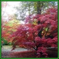 Acer palmatum - 10 Seeds - Japanese Maple Tree or Shrub, Beatifull Autumn Colour - NEW