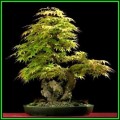 Acer palmatum - Japanese Maple Bonsai - 50 Bulk Seeds + FREE Gifts Seeds + Bonsai eBook, NEW