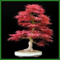 Acer palmatum - Japanese Maple Bonsai - 5 Seeds + FREE Gifts Seeds + Bonsai eBook, NEW