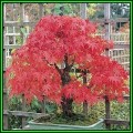 Acer palmatum - Japanese Maple Bonsai - 50 Bulk Seeds + FREE Gifts Seeds + Bonsai eBook, NEW