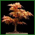 Acer palmatum - Japanese Maple Bonsai - 10 Seeds + FREE Gifts Seeds + Bonsai eBook, NEW