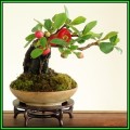 Chaenomeles japonica - Japanese Flowering Quince - 10 Seeds + FREE Gifts Seeds + Bonsai eBook, NEW