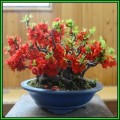 Chaenomeles japonica - Japanese Flowering Quince Seeds + FREE Gifts Seeds + Bonsai eBook, NEW
