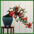 Chaenomeles japonica - Japanese Flowering Quince - 10 Seeds + FREE Gifts Seeds + Bonsai eBook, NEW
