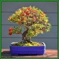 Chaenomeles japonica - Japanese Flowering Quince - 50 Seeds + FREE Gifts Seeds + Bonsai eBook, NEW