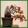 Chaenomeles japonica - Japanese Flowering Quince - 10 Seeds + FREE Gifts Seeds + Bonsai eBook, NEW