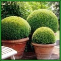 European Boxwood - Buxus sempervirens - 10 Seed Pack - Shrub - New