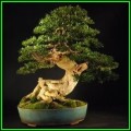 Buxus sempervirens - European Boxwood - 10 Seeds + FREE Gifts Seeds + Bonsai eBook, NEW