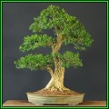 Buxus sempervirens - European Boxwood - 10 Seeds + FREE Gifts Seeds + Bonsai eBook, NEW