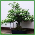 Cornus kousa var chinensis - Chinese Dogwood Bonsai 5 Seeds + FREE Gifts Seeds + Bonsai eBook, NEW