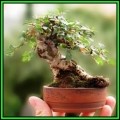 Rockspray Cotoneaster - Cotoneaster horizontalis Bonsai 10 Seeds + FREE Seeds + Bonsai eBook NEW