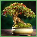Cotoneaster horizontalis - Rockspray Cotoneaster Bonsai Seeds + FREE Seeds + Bonsai eBook NEW